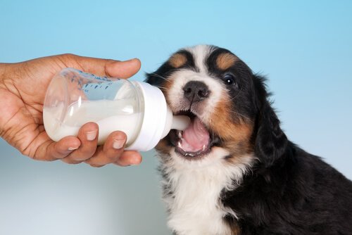 süt içen köpek
