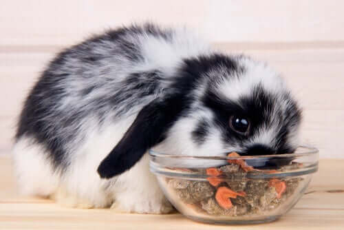 yemek yiyen tavşan