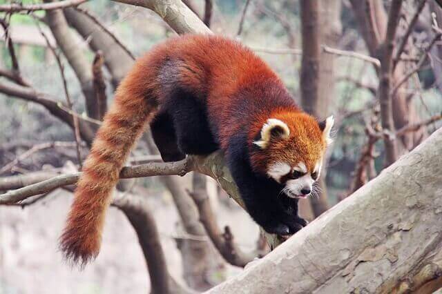 ağaca tırmanan kızıl panda