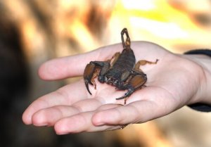 Akrep Sokması Durumunda Ne Yapılır