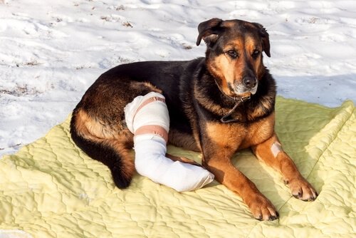 bacağı sargılı köpek