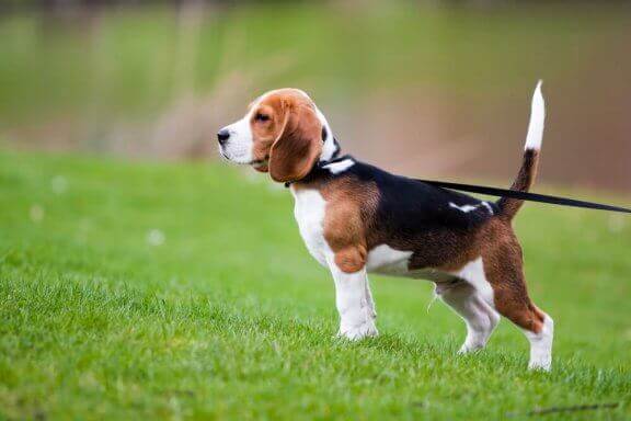 parkta gezen beagle
