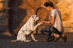 Sağır Köpekler Nasıl Eğitilir?