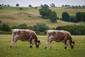 Hayvan Klonlama: Avantajları ve Dezavantajları