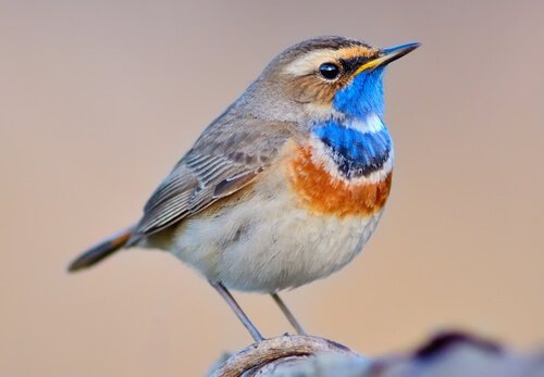 Mavi boyunlu bülbül: Bu harika kuş hakkında her şey