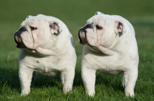iki bulldog