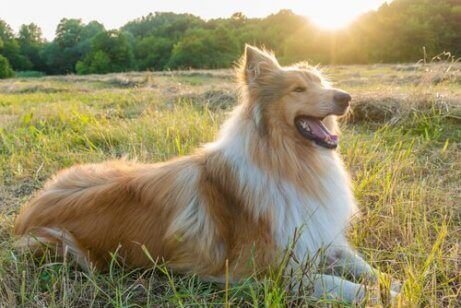sakin köpek ırkı collie