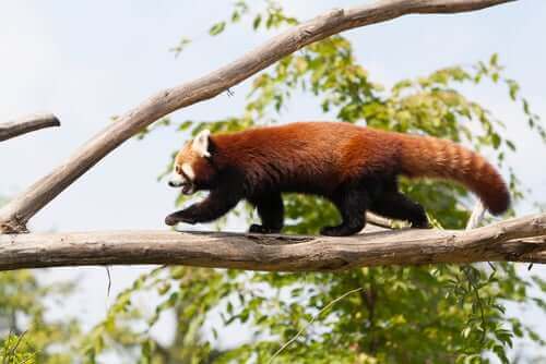 dalda yürüyen kızıl panda