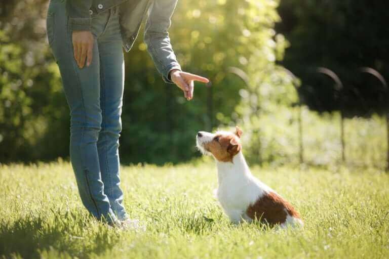 eğitim alan jack russell terrier