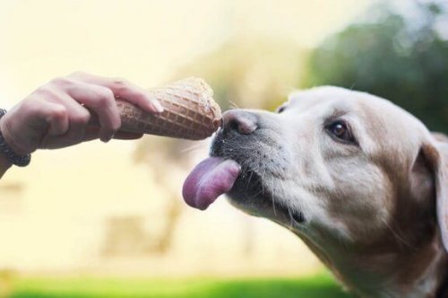 dondurma yiyen köpek