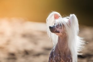 En Garip Köpek Irkları ile Tanışın