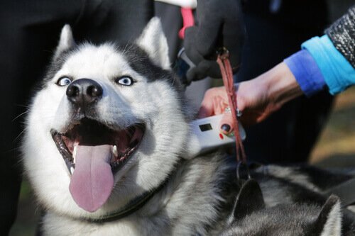 tasmalı husky