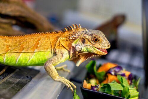 yemek yiyen iguana