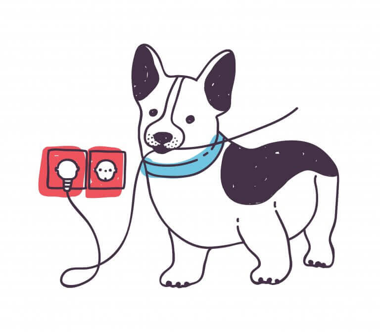 kablo ısıran köpek