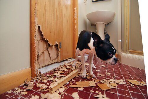 banyo kapısına zarar vermiş köpek
