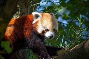 Kızıl Panda: Davranış ve Yaşam Alanı