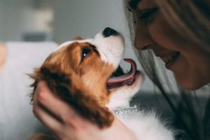 Köpeğinizle Konuşmak İçin İpuçları