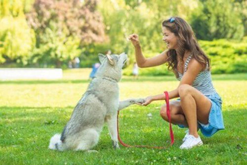 Kadın beyaz köpeği eğitiyor ve sağır köpekler