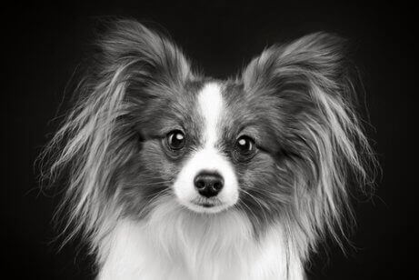 papillon