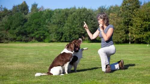 köpeklerine parkta eğitim veren kadın