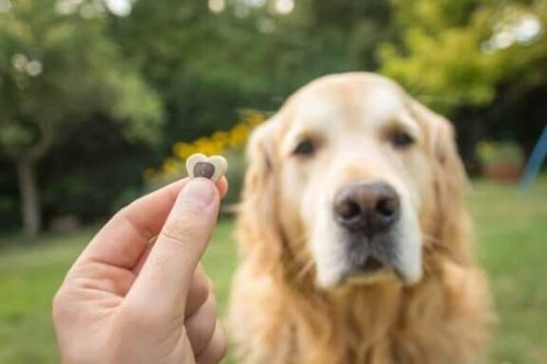 ödül alan köpek ve köpek eğitimi