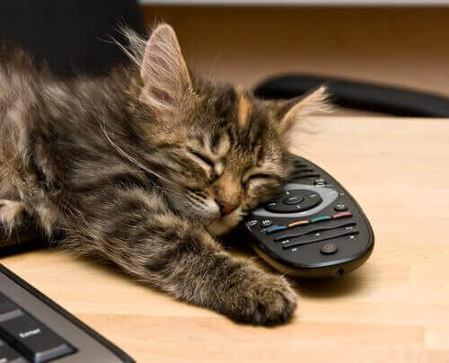 kediler enerjileri algılar