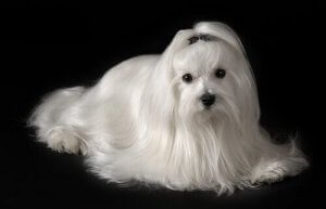 Maltese Terriyer Bakımı