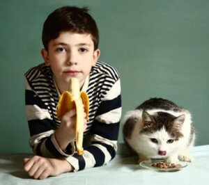 Kedi Beslenmesi: Kedilerin Yiyebileceği Meyveler