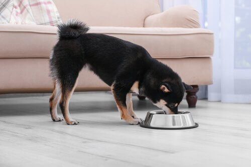 mama yiyen köpek