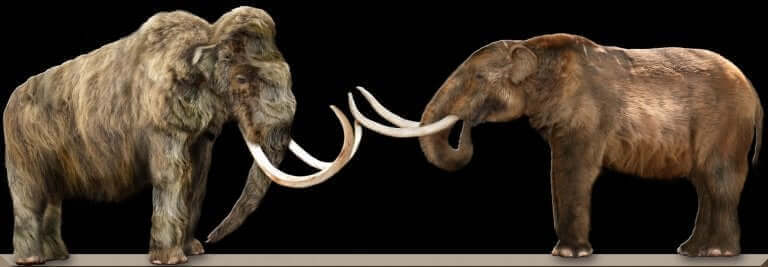 mamut ile mastodon farkı