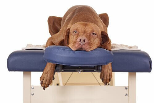 masaj masasında yatan köpek