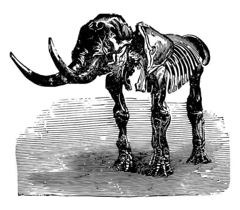 mastodon çizimi