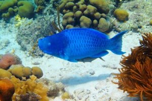 Mavi Papağan Balığı Hakkında Bilgiler