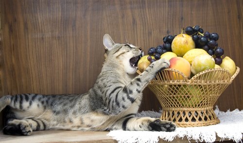 meyve yiyen kedi