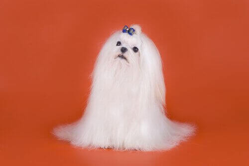 minik maltese terriyer