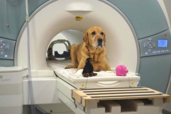 beyin testine giren köpek