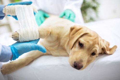 patisi sarılan köpek