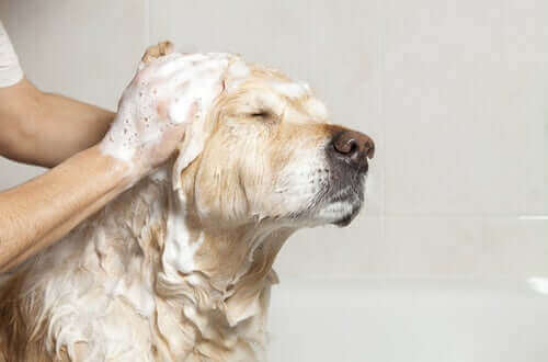 pire şampuanıyla banyo yapan köpek