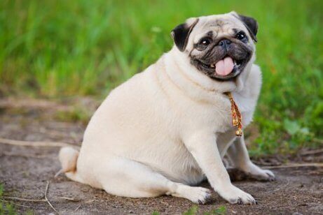 sakin köpek ırkı pug