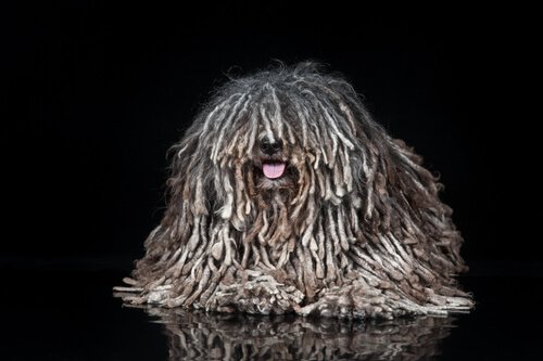 puli