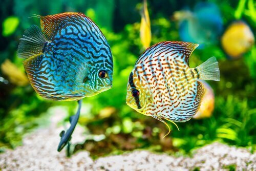 Balıklarda Kadife Hastalığı: Nedenleri Ve Belirtileri