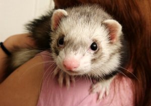 Gelinciklerin Davranışları: Bilmeniz Gerekenler