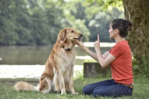 duymayan sarı köpek sahibini dinliyor