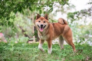 Shiba Inu: Bakımı ve Beslenmesi