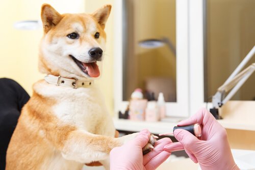 shiba inu bakımı