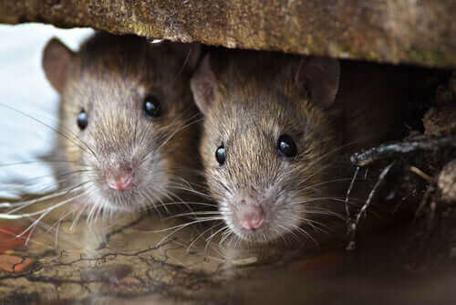 Sıçan Zekası: Düşündüğünüzden Daha Akıllılar!