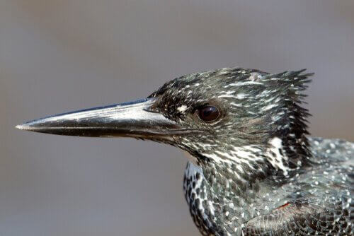 siyah dev yalıçapkını