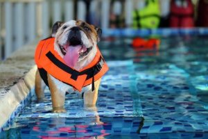 İspanya'da Köpekler için Spa Tesisleri