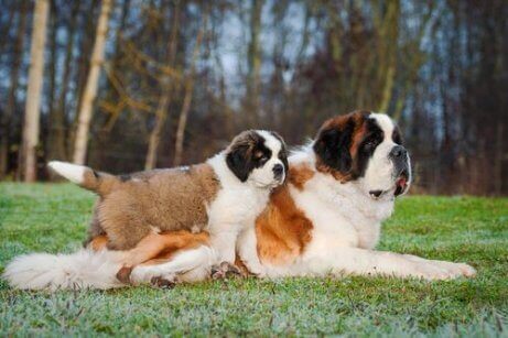 anne ve yavru st. bernard