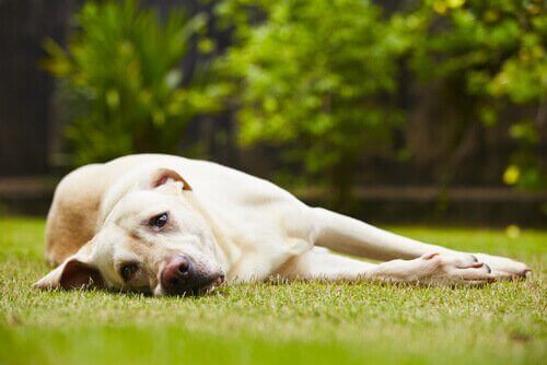 stres yaşayan köpek